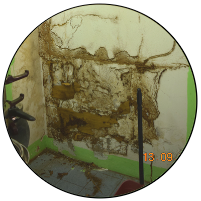 Termite Attacks - Due Diligence Survey Malaysia